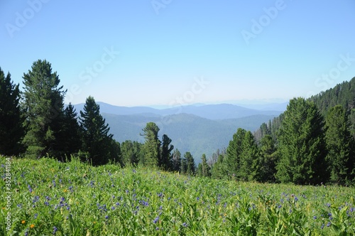Flowering meadow on a mountainside, forest in the distance and mountain peaks on the horizon © Ольга Толкачева