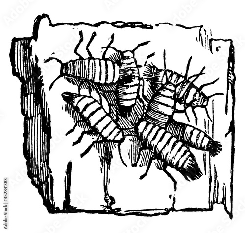Apple louse, vintage illustration.