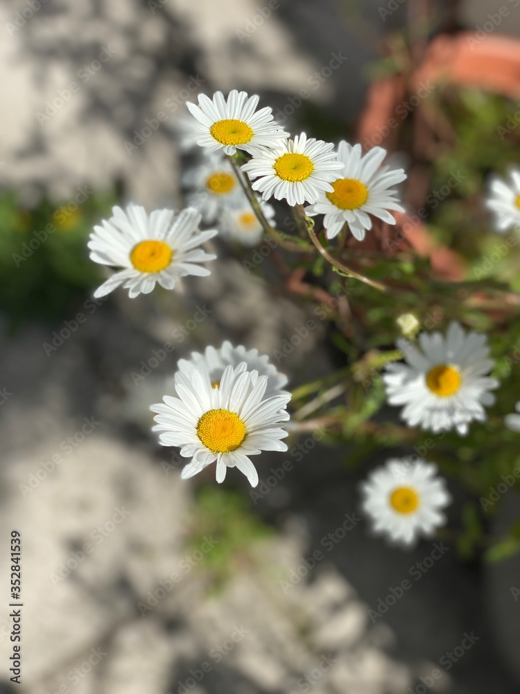 Fototapeta premium Daisies