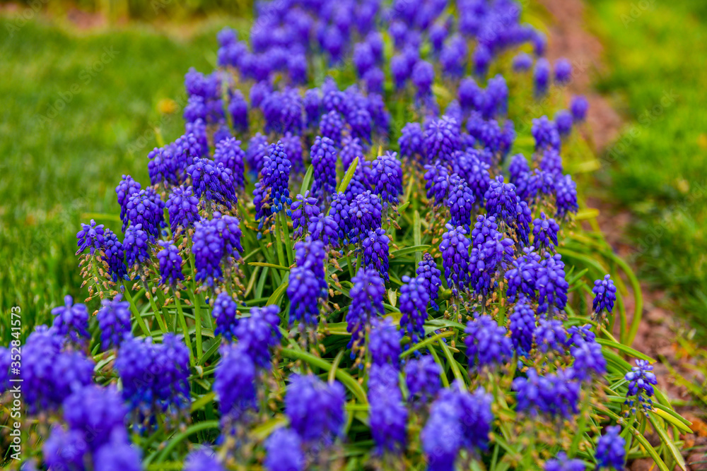 Fototapeta premium Lavender