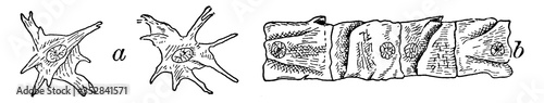 Connective Tissue Cells, vintage illustration