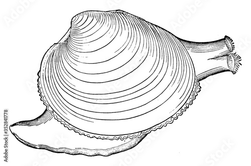 Clam Shell, vintage illustration.