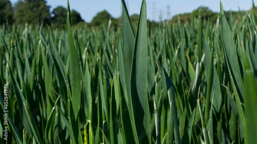 Fototapeta premium Beautiful corn field background showing fresh green corn shoots in spring