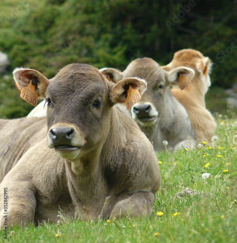 Traditional cattle in northern Spain