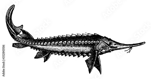 Sturgeon, vintage illustration.