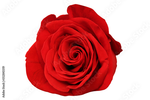 Fototapeta Naklejka Na Ścianę i Meble -  Red rose bud isolated on a white background. Close-up.