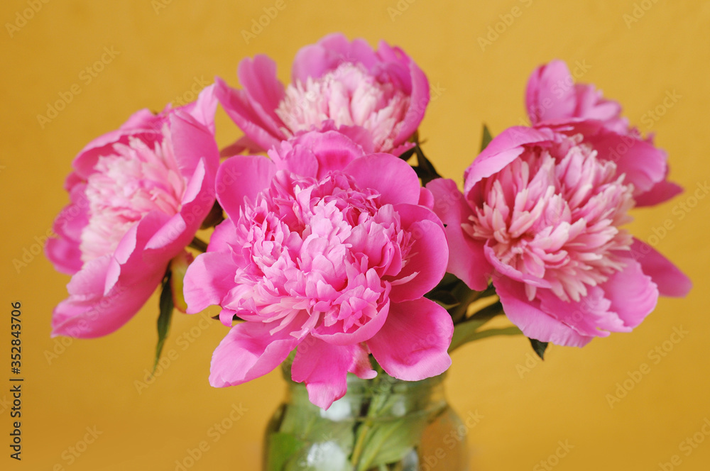 Large blooming magenta peonies in a glass jar Large blooming magenta peonies in a glass jar