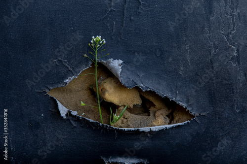The flower sprouting from the holes in the old trim. A symbol of rebirth of life