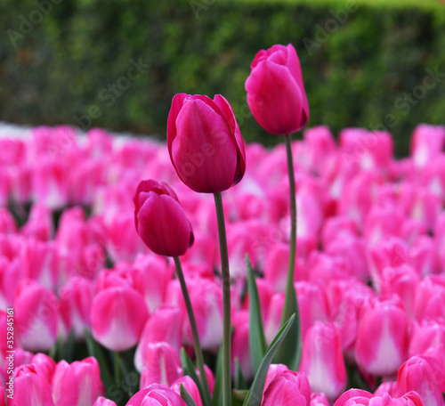 Beautiful Pink Tulips in garden.