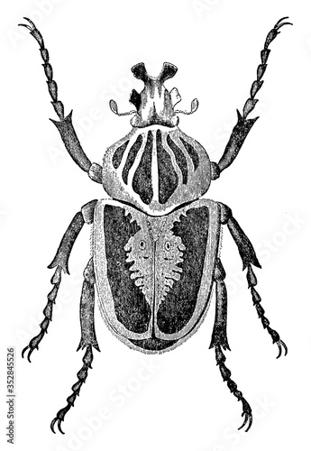Goliath Beetle, vintage illustration.