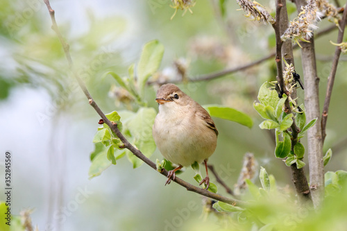 Booted warbler iduna caligata sitting on branch of tree. Cute little meadow songbird in wildlife.