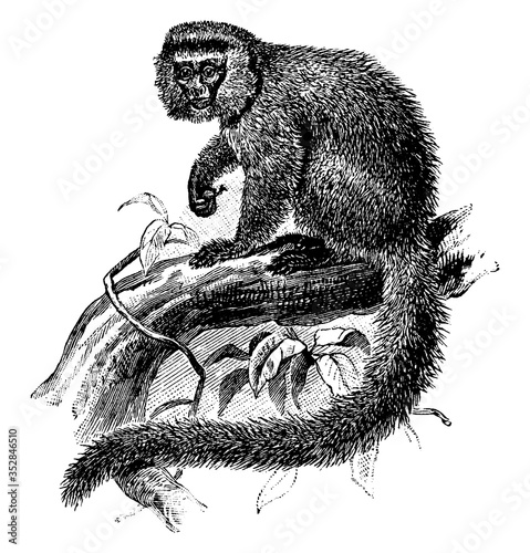 Marmoset, vintage illustration.