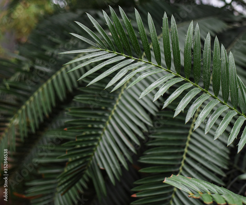 large palm leaves Raffia palms and Metroxylon in a greenhouse in the Botanical Garden of Moscow University 