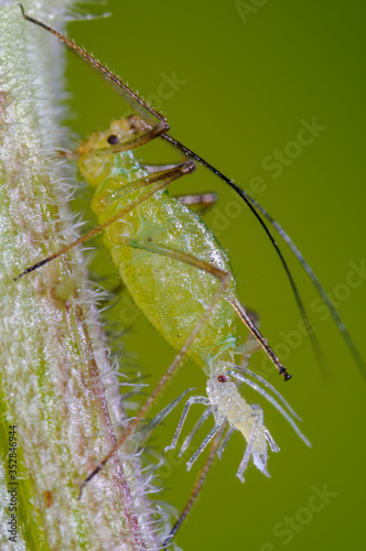 Geburt einer Blattlaus, Blattlausgeburt, Lebendgeburt einer Blattlaus, Lebendgebärende Insekten, Blattlausgeburt nach Jungfernzeugung, Geburtsvorgang, Weibliche Blattlaus gebiert lebendes Jungtier		 photo