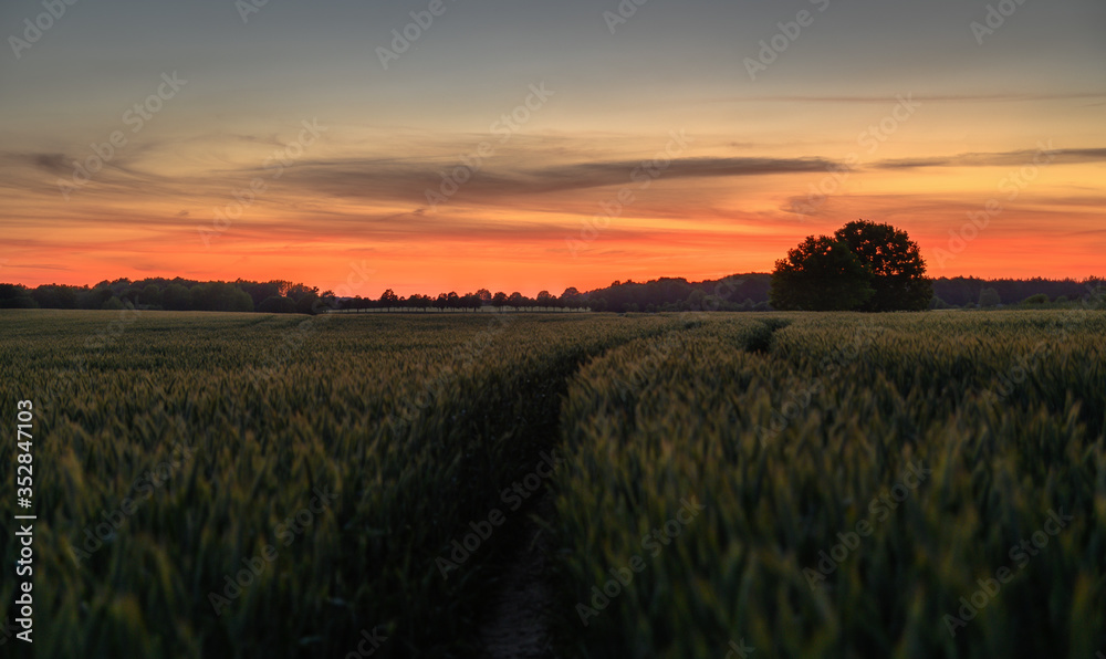 Getreide Sonnenuntergang