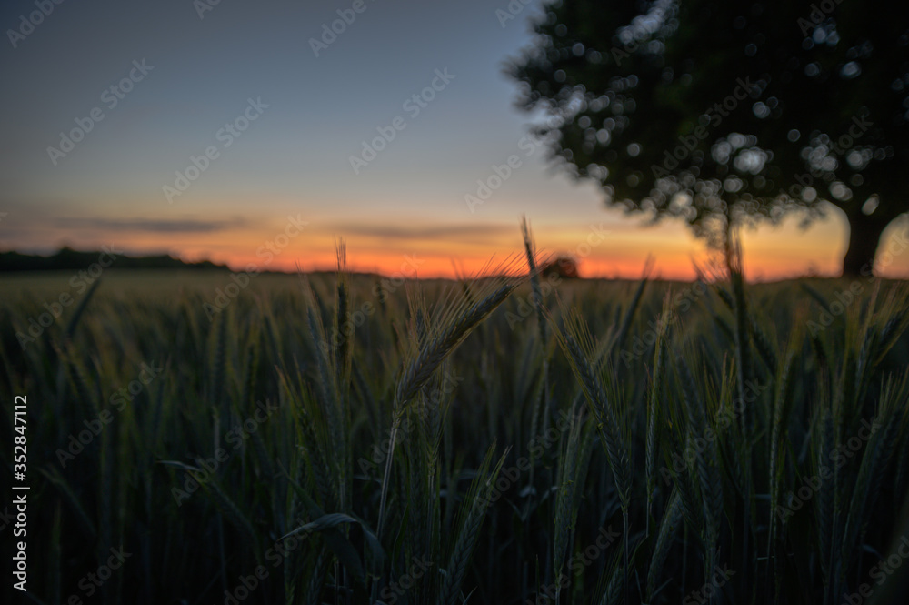 Getreide Sonnenuntergang