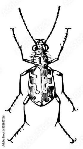 Predaceous Beetle, vintage illustration.