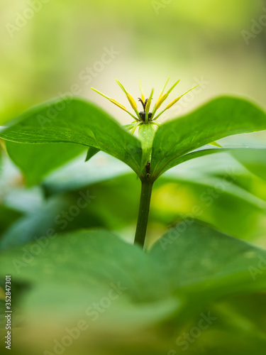Blühende Pflanze der vierblättrige Einbeere ( Paris quadrifolia) im Sonnenlicht.