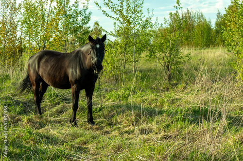 black horse grazing in the field