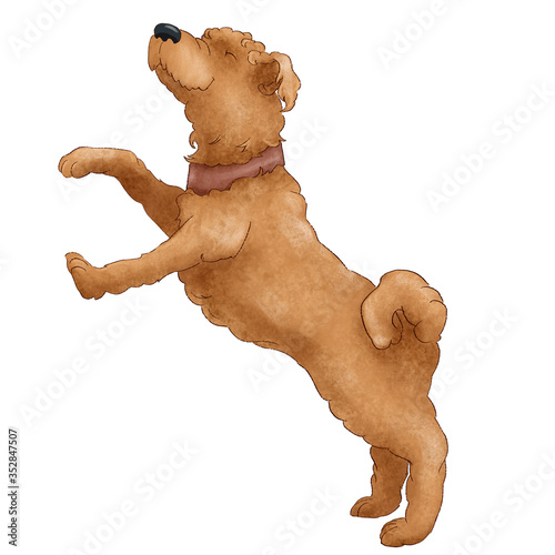 Funny shaggy dog breed wheat terrier. Puppy illustration isolated on white background.