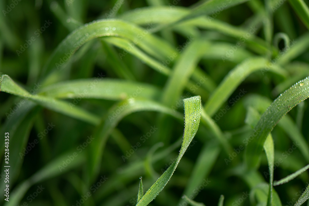 Beautifully curled sedge grass with dew drops closeup with dark blurred background