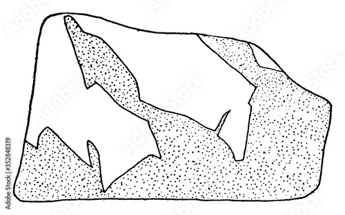 Fragment of Limestone , vintage illustration.