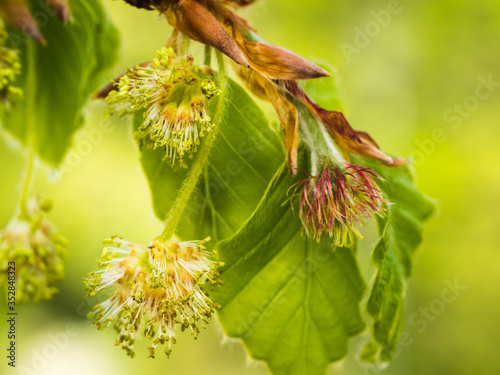 Weibliche und männliche Blütenstände an einen kleinen Zweig der Rotbuche  (Fagus sylvatica). photo