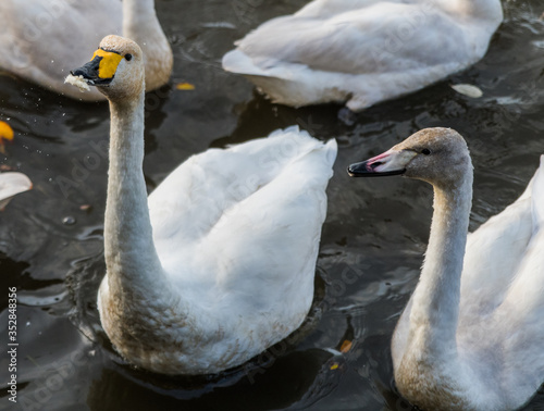 Swan feeding at Icelandic lake