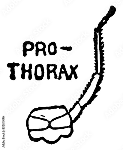 Mayfly Prothorax Section, vintage illustration.