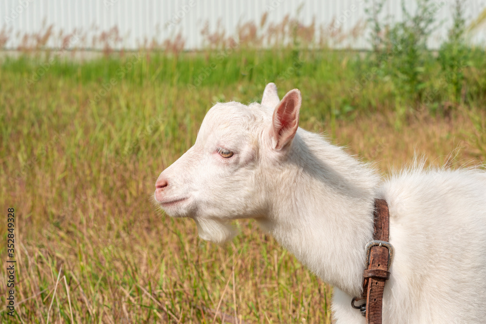 White domestic goat with a leash grazes in a meadow on a clear summer White domestic goat with a leash grazes in a meadow on a clear summer