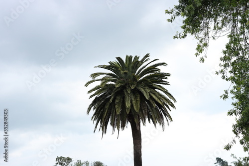 palm trees against blue sky