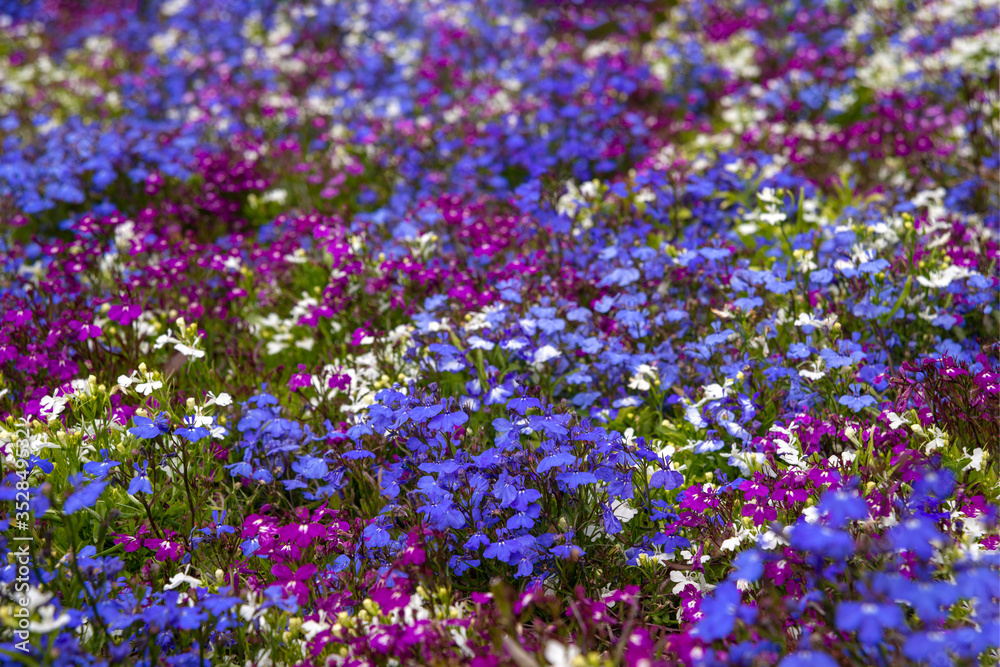 Obraz premium Multicolored flowers on a clumba on a clear sunny spring or summer day