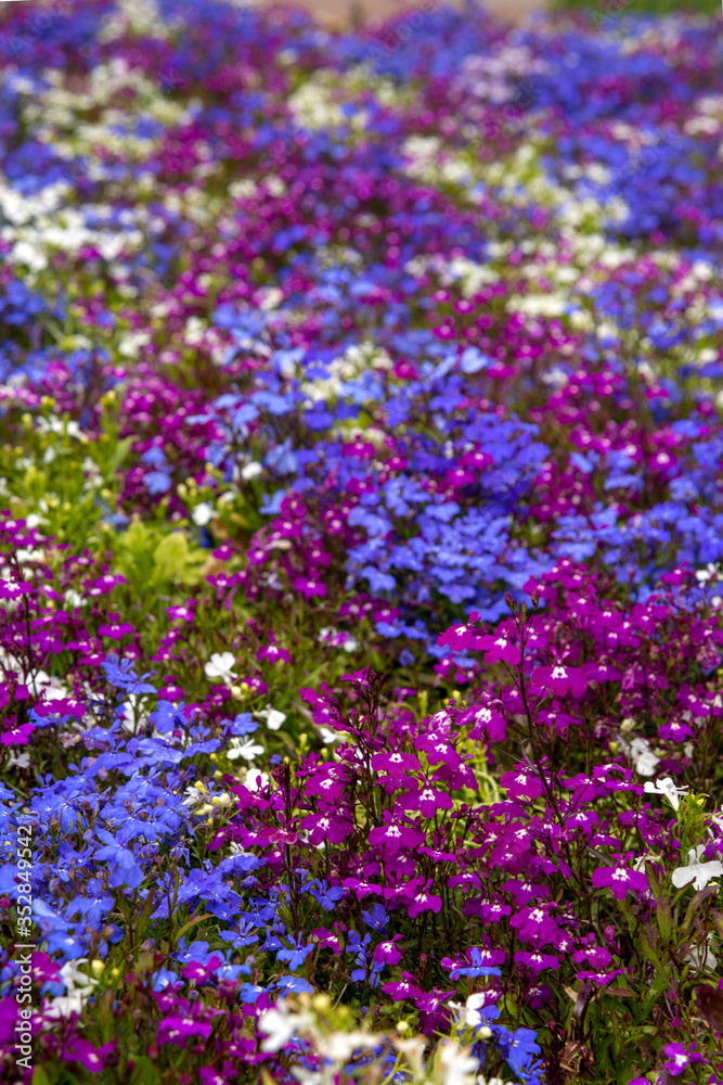 Multicolored flowers on a clumba on a clear sunny spring or summer day Multicolored flowers on a clumba on a clear sunny spring or summer day