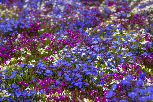 Multicolored flowers on a clumba on a clear sunny spring or summer day