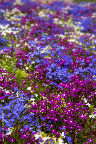 Multicolored flowers on a clumba on a clear sunny spring or summer day