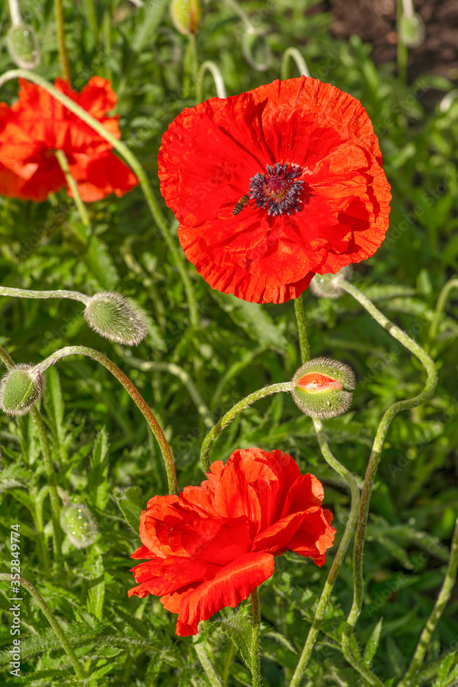 Fototapeta premium Flowering red garden poppy and undiscovered green buds with drops of dew or rain. A bee or wasp sits on the flower.