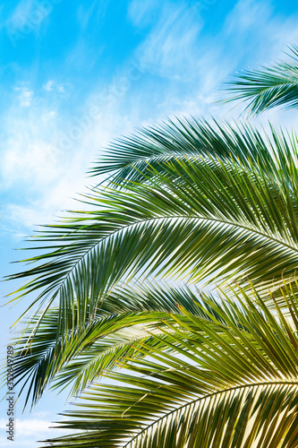 Coconut tree leaves against blue sky. Tropical environment background