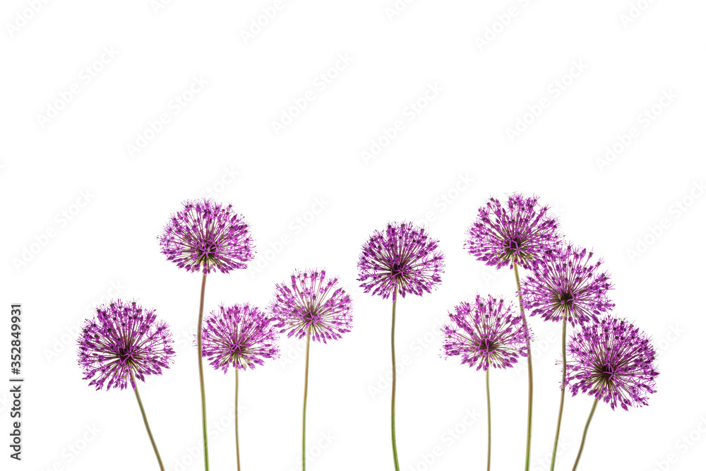 Beautiful sprigs of blooming garden bow, isolated Beautiful sprigs of blooming garden bow, isolated