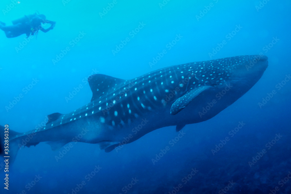 Fototapeta premium Whale Shark, Rhincodon typus, Darwin and Wolf Islands, Galápagos Islands, Galápagos National Park, UNESCO World Heritage Site, Pacific Ocean, Ecuador, America