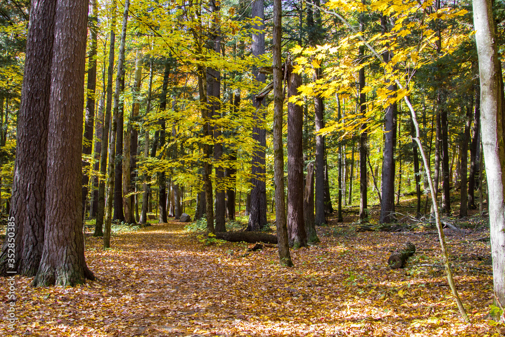 Obraz premium Autumn Forest Background. Hiking trail through an autumn forest in northern Michigan at Hartwick Pines State Park.