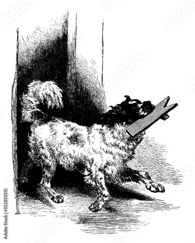 Dog, vintage illustration.