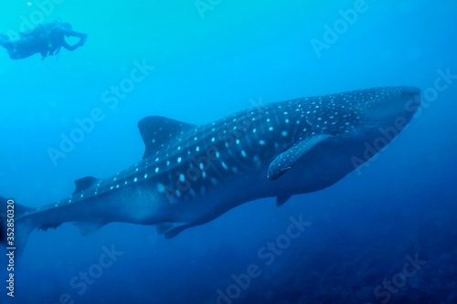 Whale Shark, Rhincodon typus, Darwin and Wolf Islands, Galápagos Islands, Galápagos National Park, UNESCO World Heritage Site, Pacific Ocean, Ecuador, America
