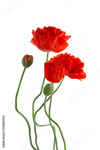 Flowering red garden poppy and undiscovered green buds, isolated
