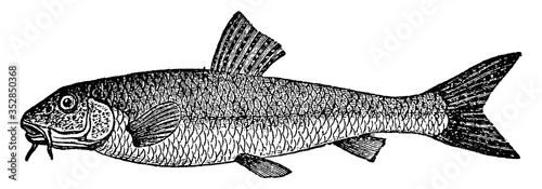Gudgeon, vintage illustration.