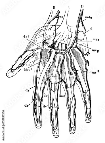 Hand Arteries, vintage illustration.