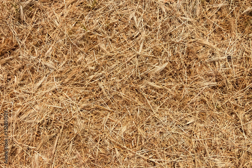 Background, texture of mowed dry grass.