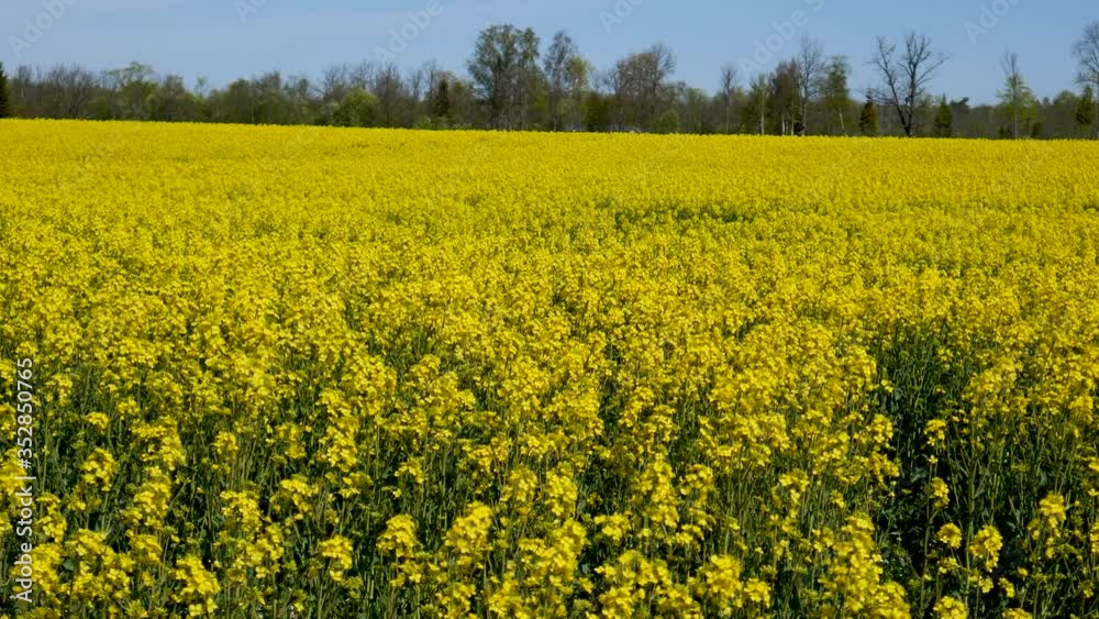 The Field Of Blooming Flowers. Rapeseed Blossom. The Field Of Blooming Flowers. Rapeseed Blossom.