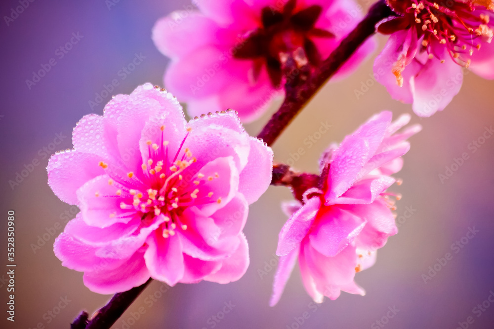 Close up branch of cheery blossom