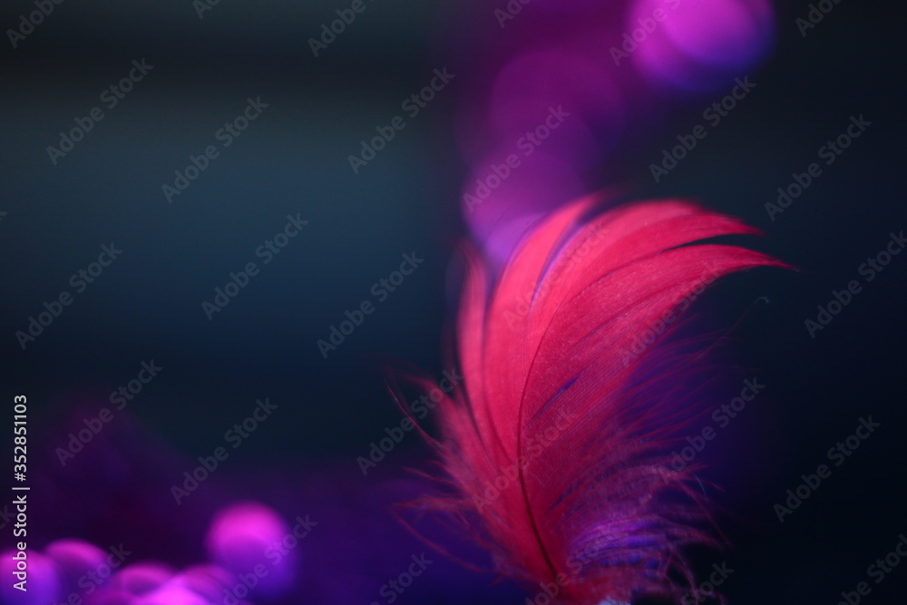 Obraz premium pink feather on black background