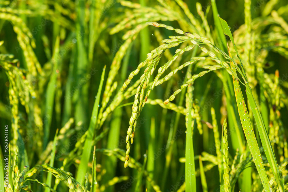 Ear of rice in Paddy field on the mountain.Thailand. Ear of rice in Paddy field on the mountain.Thailand.